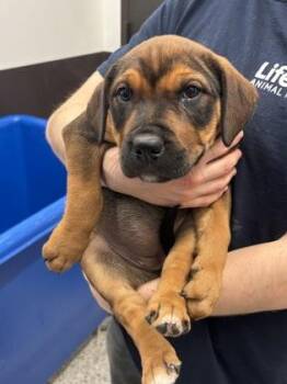 Poblano -  Mixed Breed Dog for Adoption in Atlanta, Georgia - Poblano | PetCurious
