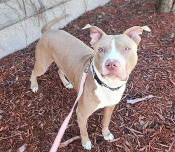 Pit Bull Terrier and Mixed Breed Dogs Available for Adoption in Minneapolis, Minnesota - BLUE | PetCurious