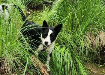 Border Collie Dogs Available for Adoption in Paso Robles, California - Ivy | PetCurious
