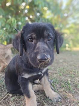 PHILIP - gentle & sweet -  Poodle and Schnauzer Dog for Adoption - PHILIP - Gentle & Sweet | PetCurious