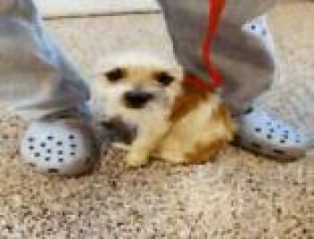 Mabel -  Terrier and Mixed Breed Dog for Adoption in Largo, Florida - Mabel | PetCurious
