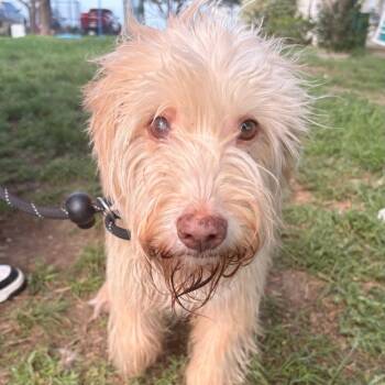 Schnauzer and Poodle Dogs Available for Adoption in Tacoma, Washington - Harvey | PetCurious