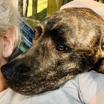 Angus - Local Sept 11-13 -  Catahoula Leopard Dog and Border Collie Dog for Adoption in Brookshire, Texas - Angus - Local Sept 11-13 | PetCurious
