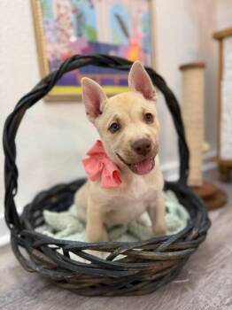 Shepherd and Husky Dogs Available for Adoption in Friendswood, Texas - Sahara Desert | PetCurious