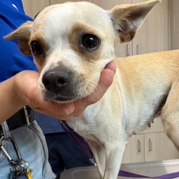 Mixed Breed Dogs Available for Adoption in Englewood, Florida - Olive | PetCurious