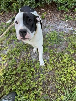 JON -  American Staffordshire Terrier Dog for Adoption in Fort Lauderdale, Florida - JON | PetCurious