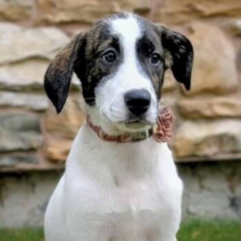 Rescue Mixed Breed Dogs for Adoption in Niagara Falls, Ontario - Little Helena (20250805-05) | PetCurious