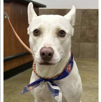 Rescue Shepherd Dogs for Adoption in Williston, Vermont - Kira | PetCurious