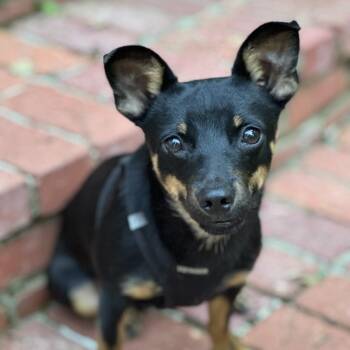 Louis -  Miniature Pinscher and Mixed Breed Dog for Adoption in Binghamton, New York - Louis | PetCurious