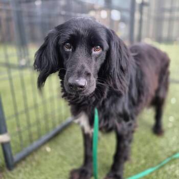 Charles Candlewick -  Spaniel Dog Available for Adoption in New York, New York - Charles Candlewick | PetCurious