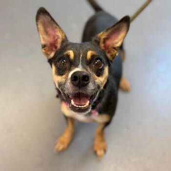 Rachel -  Mixed Breed Dog for Adoption in Sarasota, Florida - Rachel | PetCurious