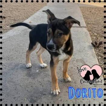 Dorito -  Shepherd Dog for Adoption in Gilbert, Arizona - Dorito | PetCurious