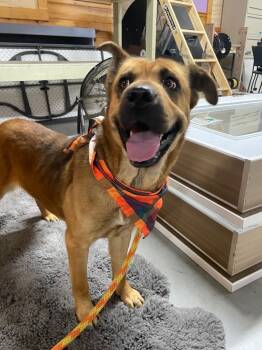 Rescue Shepherd and Shar Pei Dogs for Adoption in Glenfield, New York - Maple | PetCurious