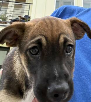 Beagle Dogs Available for Adoption in The Woodlands, Texas - Wilson | PetCurious