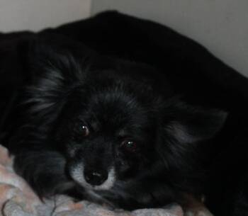 Furbie -  Pomeranian Dog for Adoption in Thompson Falls, Montana - Furbie | PetCurious