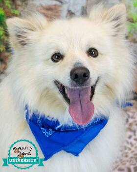Pomeranian and Spitz Dogs Available for Adoption in Kennesaw, Georgia - Thaddeus | PetCurious