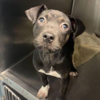 Eden -  Mixed Breed Dog for Adoption in Chattanooga, Tennessee - Eden | PetCurious