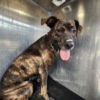 ZANE -  American Staffordshire Terrier Dog for Adoption in San Antonio, Texas - ZANE | PetCurious