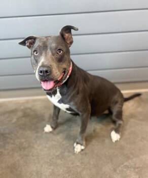 Pit Bull Terrier and Mixed Breed Dogs Available for Adoption in Brunswick, Georgia - BAGEL | PetCurious