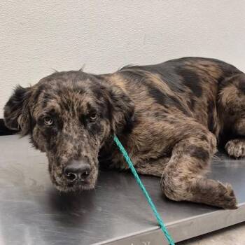 Harper 26-06-110 -  Catahoula Leopard Dog Dog for Adoption in Bastrop, Texas - Harper 26-06-110 | PetCurious