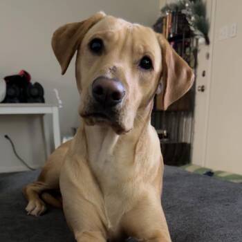 Roux -  Yellow Labrador Retriever and Black Mouth Cur Dog for Adoption in Baton Rouge, Louisiana - Roux | PetCurious