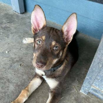 German Shepherd Dog and Terrier Dogs Available for Adoption in Bloomfield, Connecticut - Twixy | PetCurious
