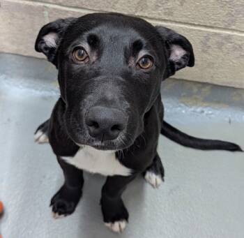 Rescue Pit Bull Terrier Dogs for Adoption in Troutdale, Oregon - Bowser (mcas) | PetCurious