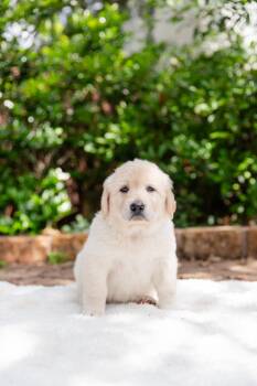 Labrador Retriever and Great Pyrenees Dogs Available for Adoption in Pflugerville, Texas - Garfield | PetCurious