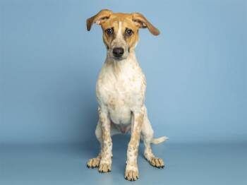 JASPER -  Australian Cattle Dog Blue Heeler and Mixed Breed Dog for Adoption in Phoenix, Arizona - JASPER | PetCurious