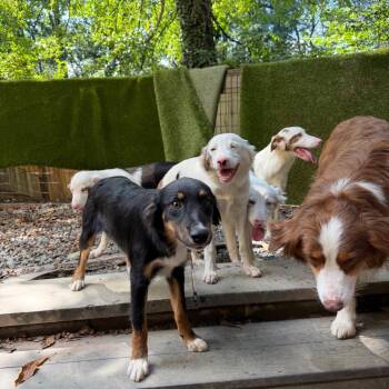 Darling -  Australian Shepherd Dog for Adoption in West Chester, Pennsylvania - Darling | PetCurious