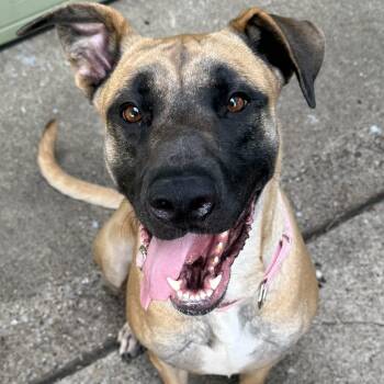 Katarina -  German Shepherd Dog and American Bulldog Dog for Adoption in Krum, Texas - Katarina | PetCurious