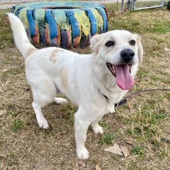 Cardigan Welsh Corgi Dogs Available for Adoption - Asuka | PetCurious