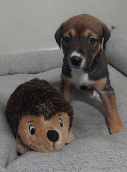 Rescue Shepherd and Mixed Breed Dogs for Adoption in Warr Acres, Oklahoma - Lemon | PetCurious