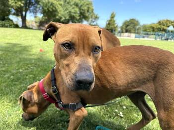 Chrome -  Pit Bull Terrier Dog for Adoption in Berkeley, California - Chrome | PetCurious