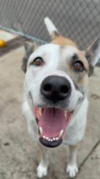 Fajita -  Siberian Husky Dog for Adoption in Chicago, Illinois - Fajita | PetCurious
