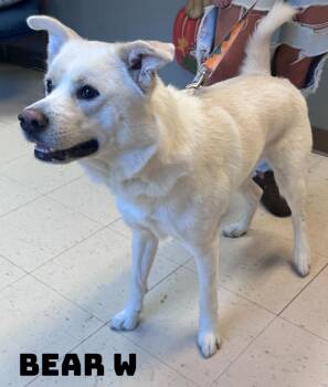 Bear W -  Husky Dog for Adoption in Dyersburg, Tennessee - Bear W | PetCurious