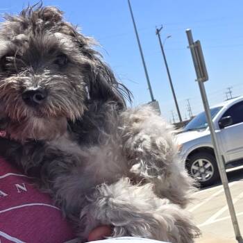 Holly -  Miniature Schnauzer and Miniature Poodle Dog for Adoption in Otisfield, Maine - Holly | PetCurious