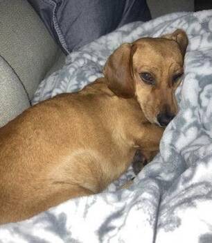 Ricky -  Dachshund Dog for Adoption in Pearland, Texas - Ricky | PetCurious