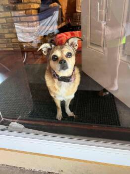 Rescue Chug Dogs for Adoption in Whitewater, Wisconsin - Nola | PetCurious