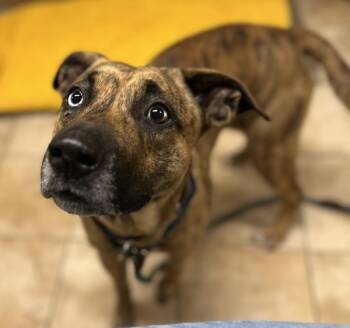 Rescue Mixed Breed Dogs for Adoption in Troutdale, Oregon - Pecan (mcas) | PetCurious