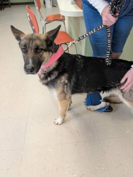 German Shepherd Dog and Husky Dogs Available for Adoption - Diamond | PetCurious