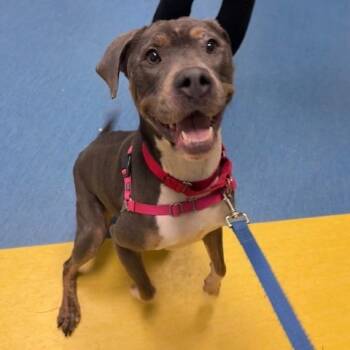 Rescue Mixed Breed Dogs for Adoption in Pittsburgh, Pennsylvania - Aphrodite | PetCurious