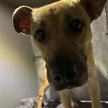 Cappone -  Shepherd and Mixed Breed Dog for Adoption in Greensboro, North Carolina - Cappone | PetCurious