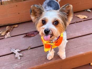Rescue Yorkshire Terrier Dogs for Adoption in Winston-salem, North Carolina - Rose | PetCurious