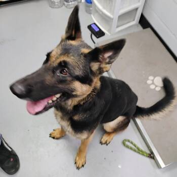 Stetson -  German Shepherd Dog Dog for Adoption in Duncan, Oklahoma - Stetson | PetCurious
