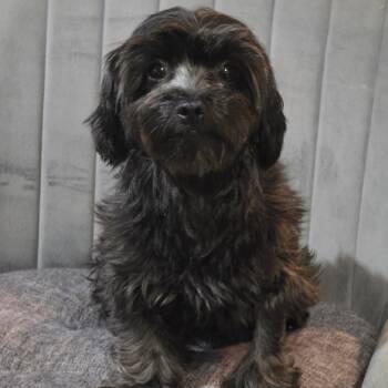 Lottie -  Shih Tzu Dog for Adoption in Covington, Tennessee - Lottie | PetCurious