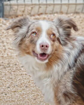 Rescue Australian Shepherd Dogs for Adoption in Scottsdale, Arizona - RUNNER Mini Aussie | PetCurious