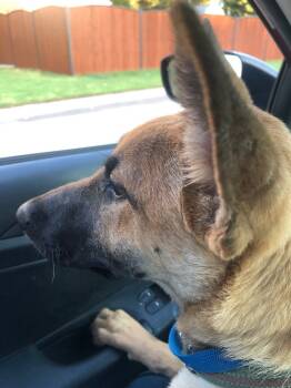 Rescue German Shepherd Dog Dogs for Adoption in Mustang, Oklahoma - JILL | PetCurious