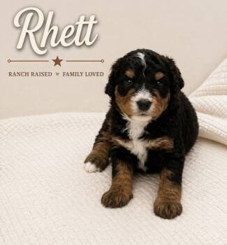 Bernedoodle Dogs Available for Sale in Lone Grove, Oklahoma - Rhett | PetCurious