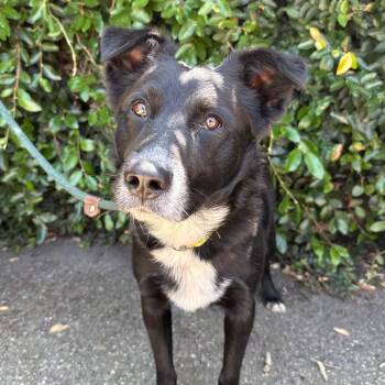 Black Labrador Retriever and Border Collie Dogs Available for Adoption in Goleta, California - Sully | PetCurious